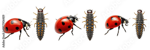 Foto Seven-Spotted Ladybug Coccinella Septempunctata Adult and Larva Collection Isola