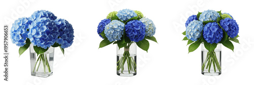 Blue Hydrangea Macrophylla Flower Bouquet Collection in Glass Vases Isolated on White Background for Decoration Summer Floral Arrangement Botanical Blossom Set Garden Mophead Plant