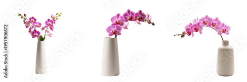 Φωτογραφία Pink Phalaenopsis Orchid Flower Bouquet Collection in Modern White Ceramic Vases