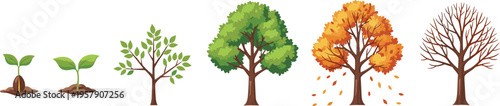 Tree growth stages set from seedling to mature autumn and winter seasonal cycle vector illustration collection