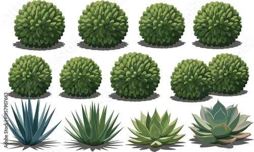 Vibrant green succulent plants in white pots on white background with spiky green agave plants below