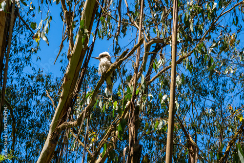 Kookaburra on eucalyptus branches against a blue sky at Dandenong ranges botanic garden. Rhododendron Park. Australia, Victoria 12.27.2025