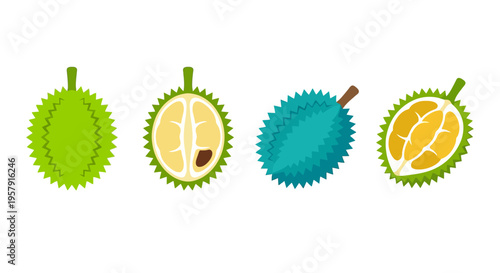 Four colorful durian fruits displayed in various stages of opening