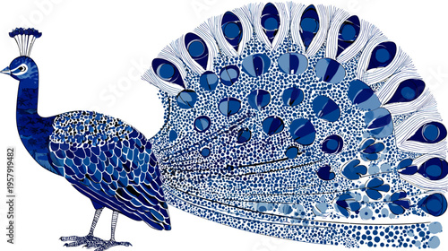 Stylized illustration of a peacock in shades of blue with a fan tail, standing on white