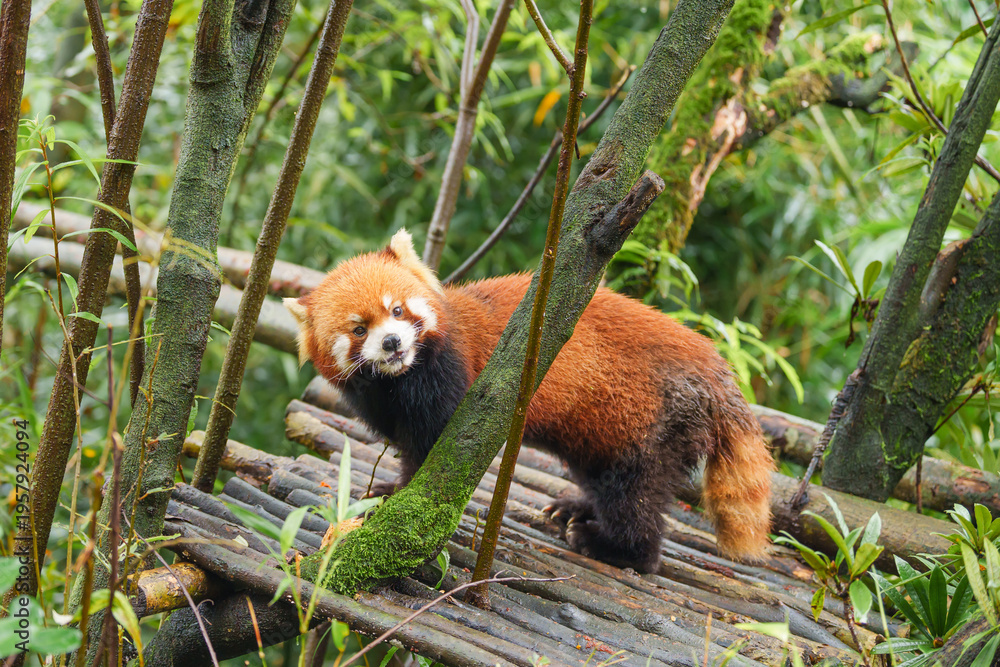 Obraz premium Cute Red Panda, Ailurus fulgens or lesser panda in forest at Chengdu Panda Breeding Research Center Dujiangyan. landmark and popular for tourists attractions in Chengdu, China. Travel and Vacation