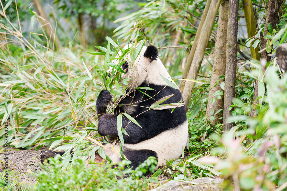 Fototapeta premium Cute Giant Panda, Ailuropoda melanoleuca or panda bear in forest at Chengdu Panda Breeding Research Center Dujiangyan. landmark and popular for tourists attractions in Chengdu, China.