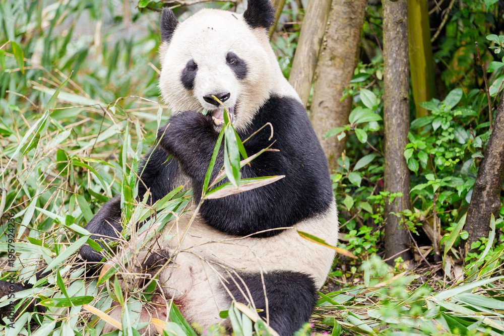 Obraz premium Cute Giant Panda, Ailuropoda melanoleuca or panda bear in forest at Chengdu Panda Breeding Research Center Dujiangyan. landmark and popular for tourists attractions in Chengdu, China.