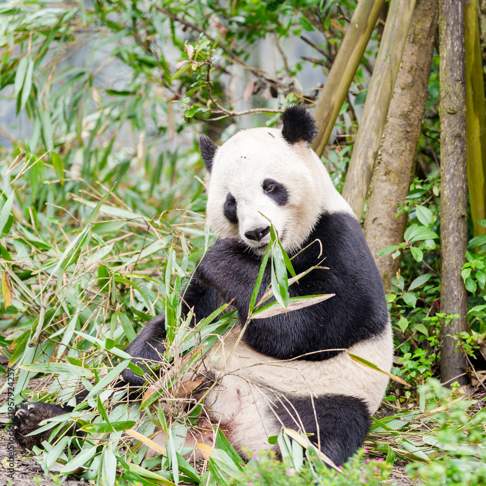 Naklejka premium Cute Giant Panda, Ailuropoda melanoleuca or panda bear in forest at Chengdu Panda Breeding Research Center Dujiangyan. landmark and popular for tourists attractions in Chengdu, China.