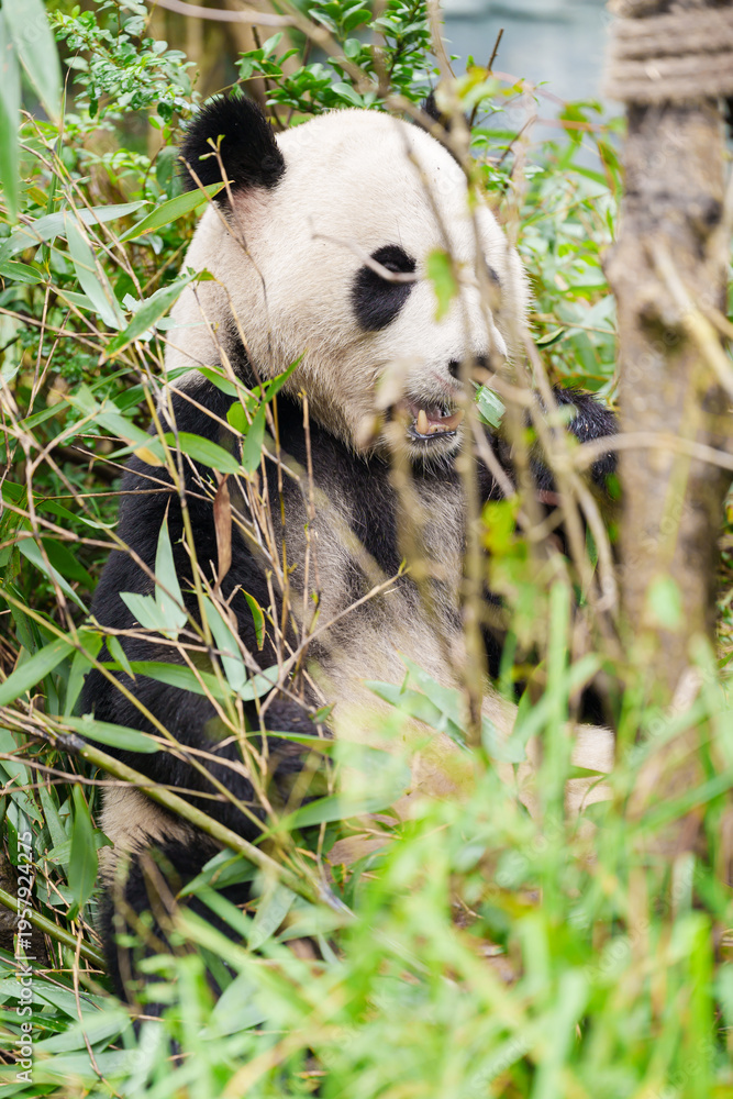 Fototapeta premium Cute Giant Panda, Ailuropoda melanoleuca or panda bear in forest at Chengdu Panda Breeding Research Center Dujiangyan. landmark and popular for tourists attractions in Chengdu, China.