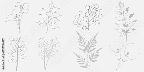 Delicate botanical sketches of various leaves berries and fern fronds