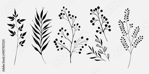 Delicate botanical illustration featuring various slender plant stems and leaves