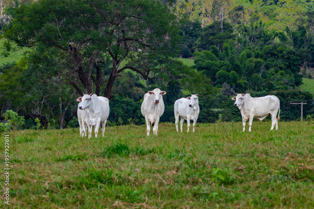 Fototapeta premium White cattle grazing on green pasture surrounded by forested hills in rural Brazil, highlighting livestock farming, agriculture, natural landscape and countryside scenery.