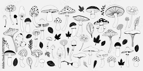 A collection of hand drawn mushrooms and botanical elements in black and white