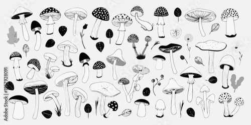 A collection of various hand drawn black and white mushroom illustrations