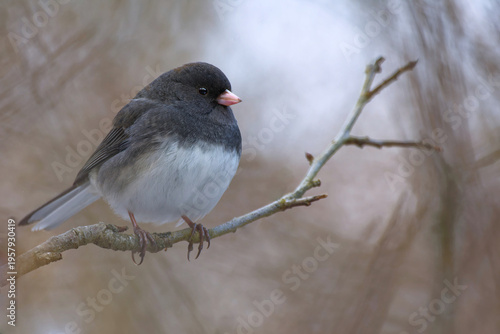 Close-up Portrait of a Dark-eyed Junco (Junco hyemalis)