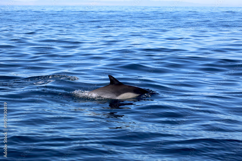 Naklejka premium dolphin in the water