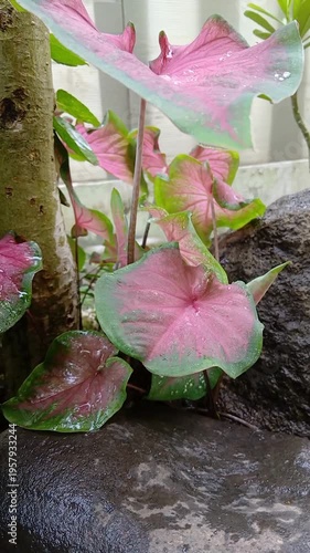 Pink and Green Caladium Leaves with Water Droplets