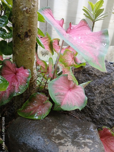 Pink and Green Caladium Leaves with Water Droplets