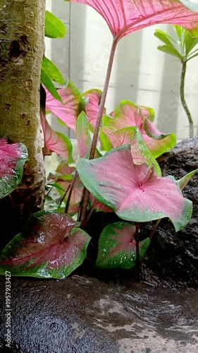 Pink and Green Caladium Leaves with Water Droplets