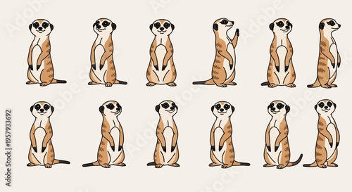 Group of meerkats standing upright.