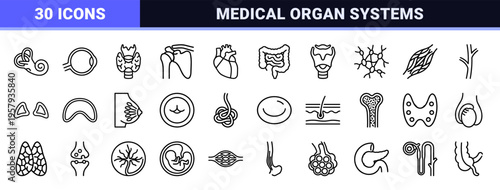Human Internal Anatomy and Biological Organ Systems Minimalist Monoline Geometric Outline Icons for Medical Education and Healthcare Design