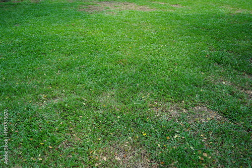 Green grass lawn with patchy dry areas, natural outdoor ground texture background, uneven turf surface under daylight, minimal and clean nature scene