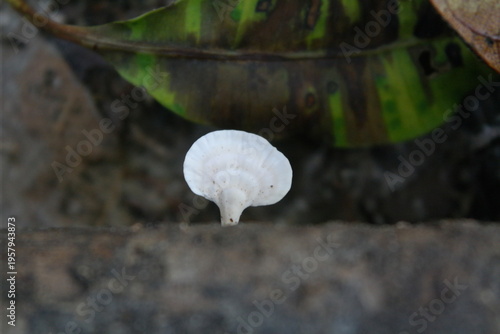 Canvastavla This white, fan-shaped fungus is consistent with several species common to tropical and subtropical regions