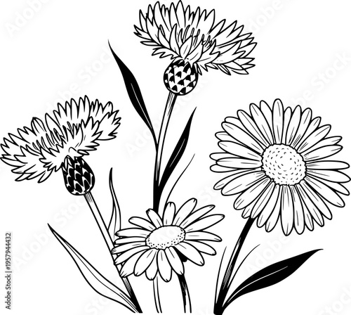 Black and white line of cornflowers and daisies a white background floral nature