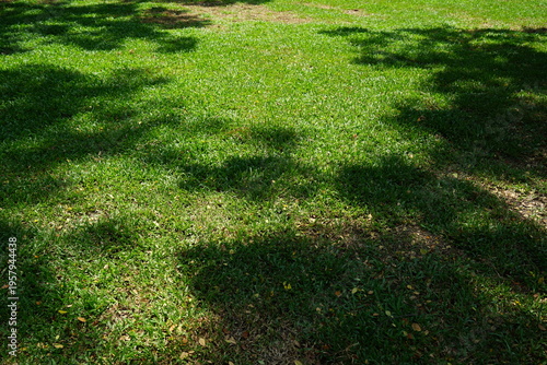 Foto Green grass lawn with tree shadow patterns under sunlight, natural outdoor groun