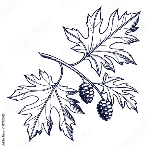 A branch with leaves and two blackberries