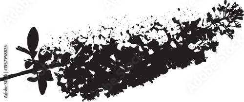 A high contrast black silhouette of a blooming buddleia flower spike on a clean white background