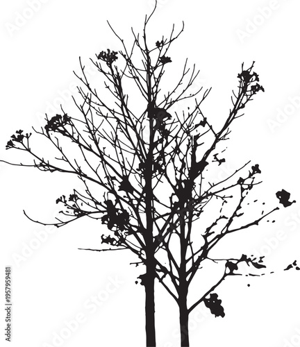 A high contrast black silhouette of two bare trees isolated against a plain white background area