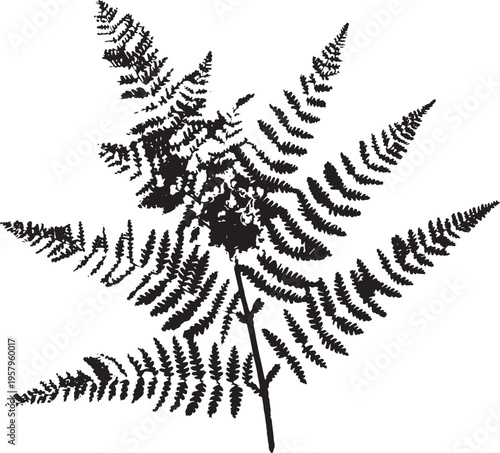 A detailed black and white ink illustration of a delicate fern frond with intricate leaf texture