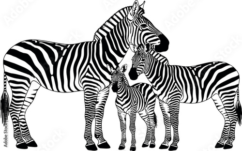 A black and white illustration of two zebras standing together in a gentle embrace