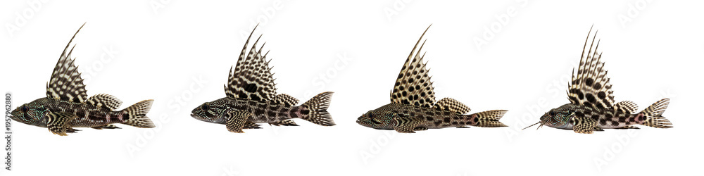 Obraz premium Four identical fish with spiky dorsal fins arranged in a row.