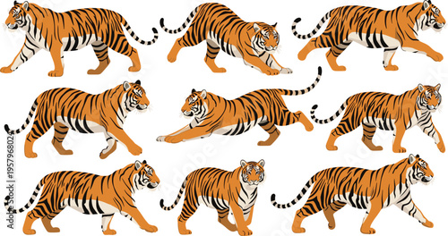 Realistic Tiger Movement and Action Pose Set with Walking, Running, and Hunting Positions Wildlife Animal Collection for Nature Design and Safari Illustration