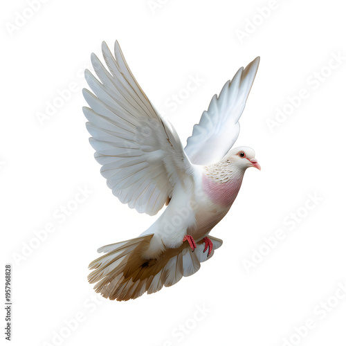 White dove with outstretched wings in flight bird flying wings outstretched
