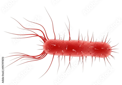 A red e coli bacterium with flagella isolated on transparent background