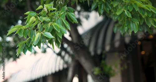 Green leaf cluster is trembling and rotating as gentle breeze is passing by striped awning