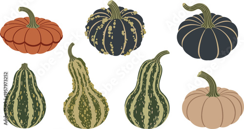 Heirloom Pumpkin and Decorative Gourd Collection with Various Shapes and Colors for Autumn Harvest Thanksgiving Season and Rustic Farmhouse Style Vector Illustration