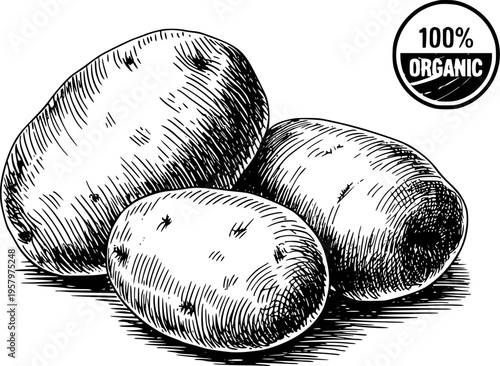 Hand Drawn of Organic Potatoes with 100 Percent Organic Seal White Background food