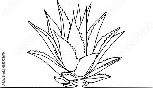 Minimalist black and white line of an aloe vera plant a white background succulent