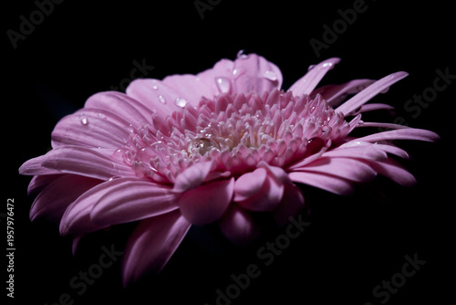 Schilderij op canvas pink flower isolated on black