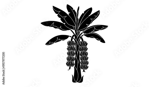 Cartoon banana tree with hanging bananas silhouette vector tropical plant illustration isolated on white background
