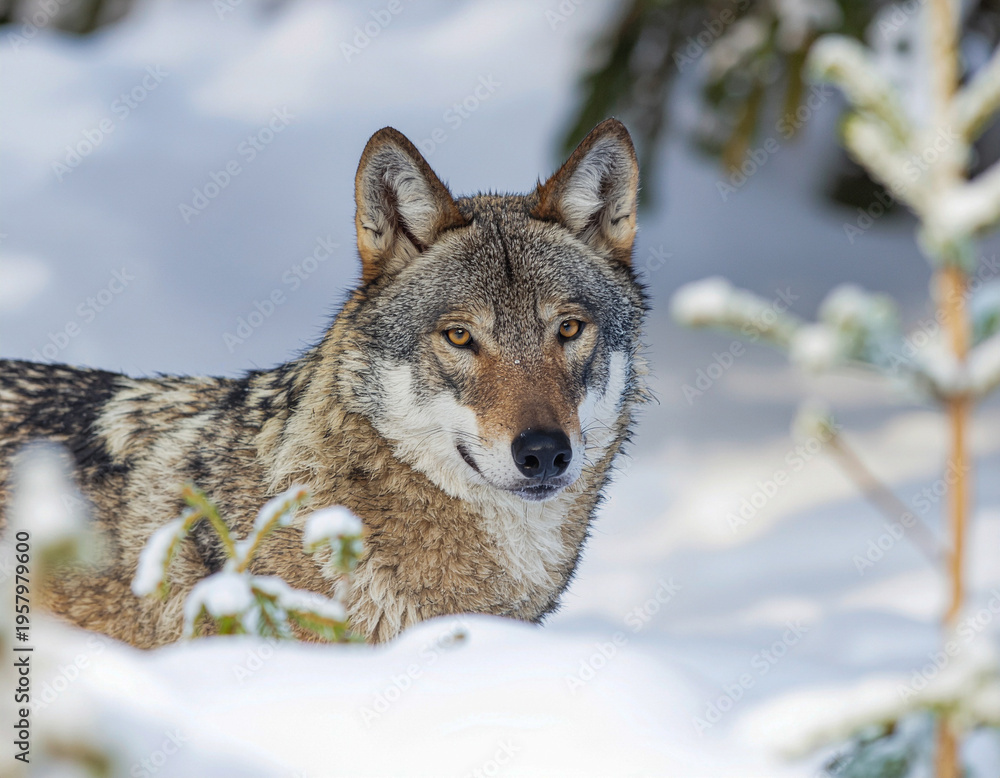 Fototapeta premium Camouflaged Grey Wolf Partially Hidden Behind Snowy Bushes in Winter Forest