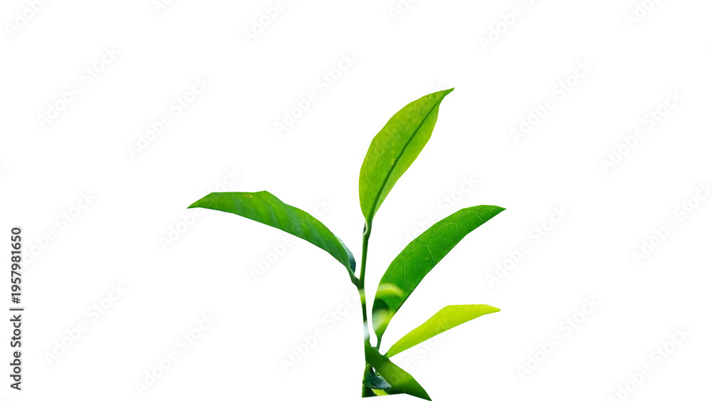 Fototapeta premium Assam Tea Plant