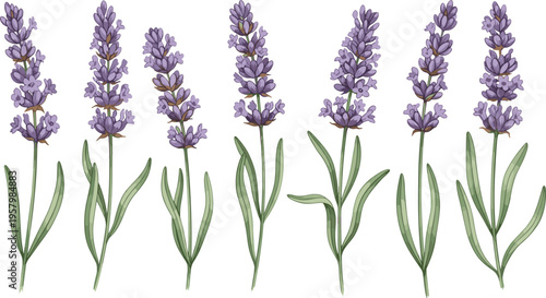 Lavender flower vector set. Purple botanical blossoms with green leaves. Hand drawn lavender sprigs for wedding decoration, aromatic herbs, and floral design elements.