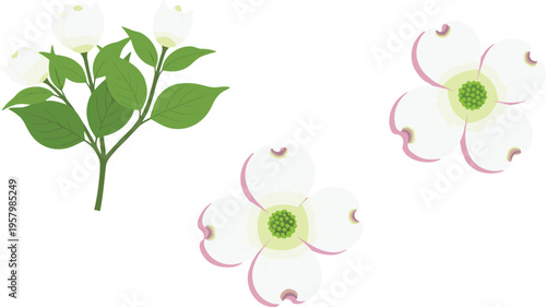 Dogwood flower vector set. White blossoms with soft pink edges and green leaves. Minimal botanical illustration for spring design and decorative projects.
