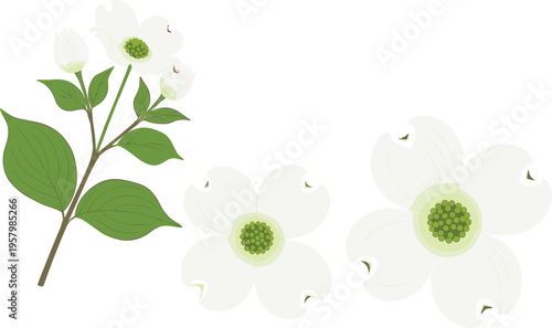 Dogwood flower vector set. White blossoms with green centers and leaves. Minimal botanical illustration for spring design, nature themes, and decorative projects.