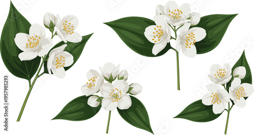 White jasmine flower set. Delicate blossoms with green leaves in flat style. Botanical floral illustration for natural design, perfume themes, and decorative projects.